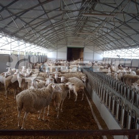 Быстровозводимые овчарни - 1