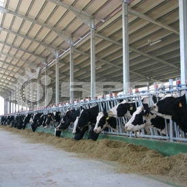 Коровники из металлоконструкций