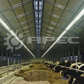 Коровник по типовому проекту